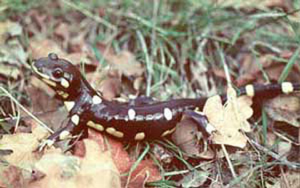 Salamander