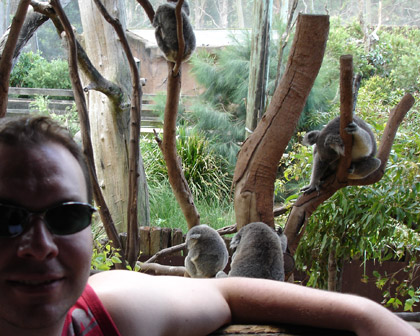 Steve with koalas
