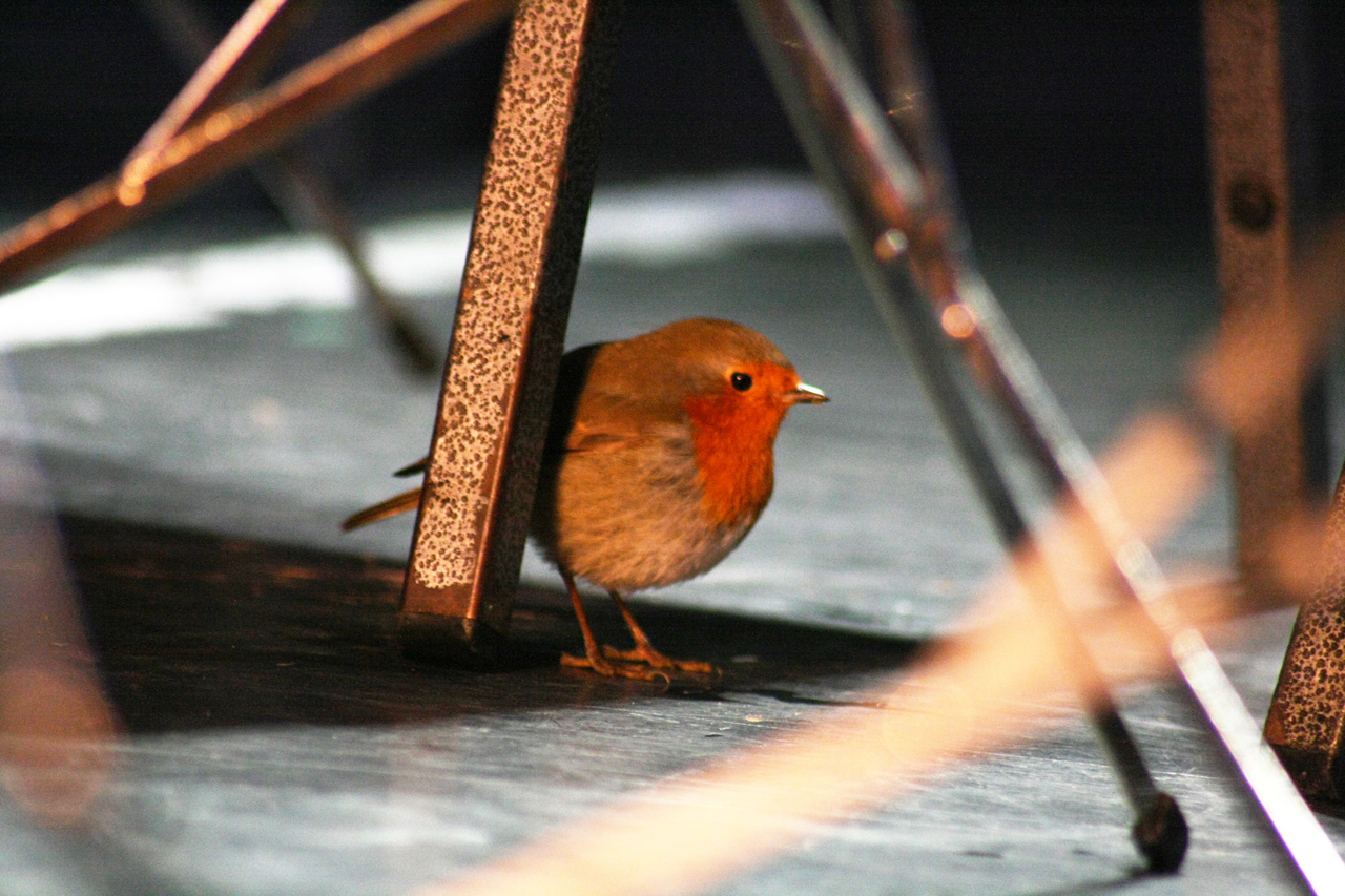 Robin